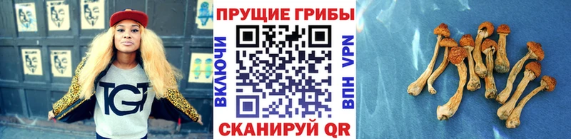 Галлюциногенные грибы Cubensis  сколько стоит  Миасс 